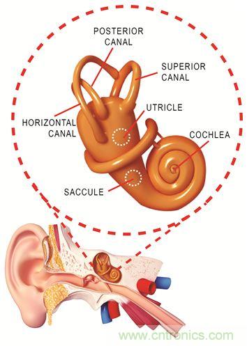 圖1. 人體平衡和聽(tīng)力是內(nèi)耳中復(fù)雜平衡器官的一部分。