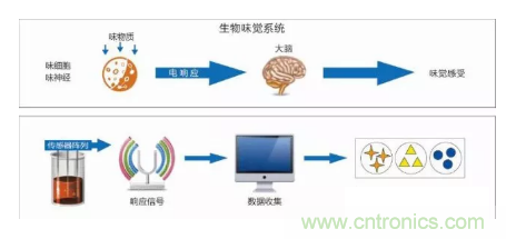 仿生傳感器的定義、原理、分類及應(yīng)用